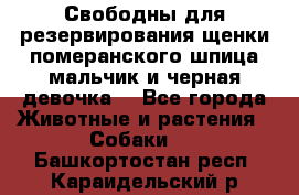 Свободны для резервирования щенки померанского шпица мальчик и черная девочка  - Все города Животные и растения » Собаки   . Башкортостан респ.,Караидельский р-н